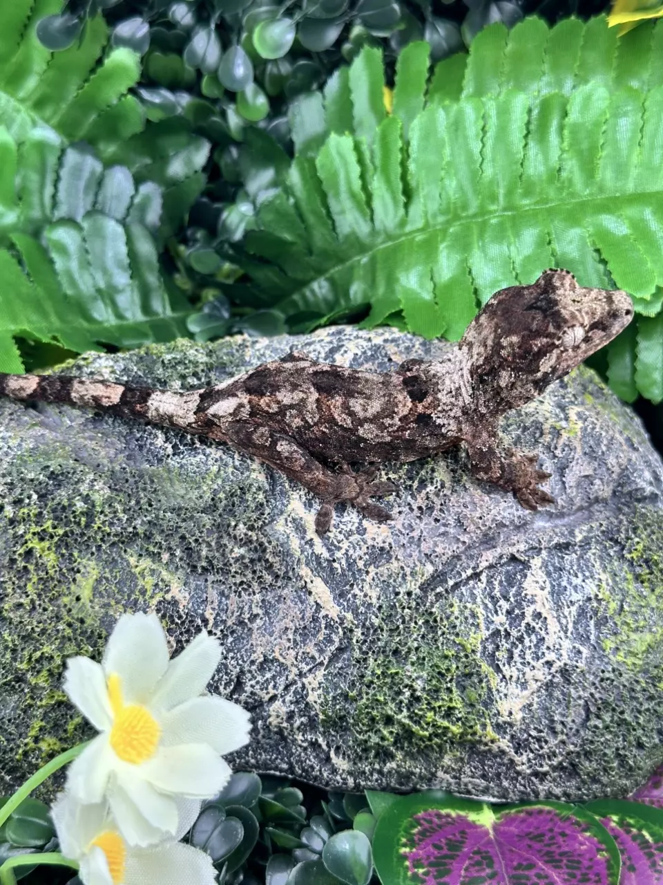 High Color Pine Island White Collar Chahoua NPV C6 - 10/17/24 18grams thumbnail