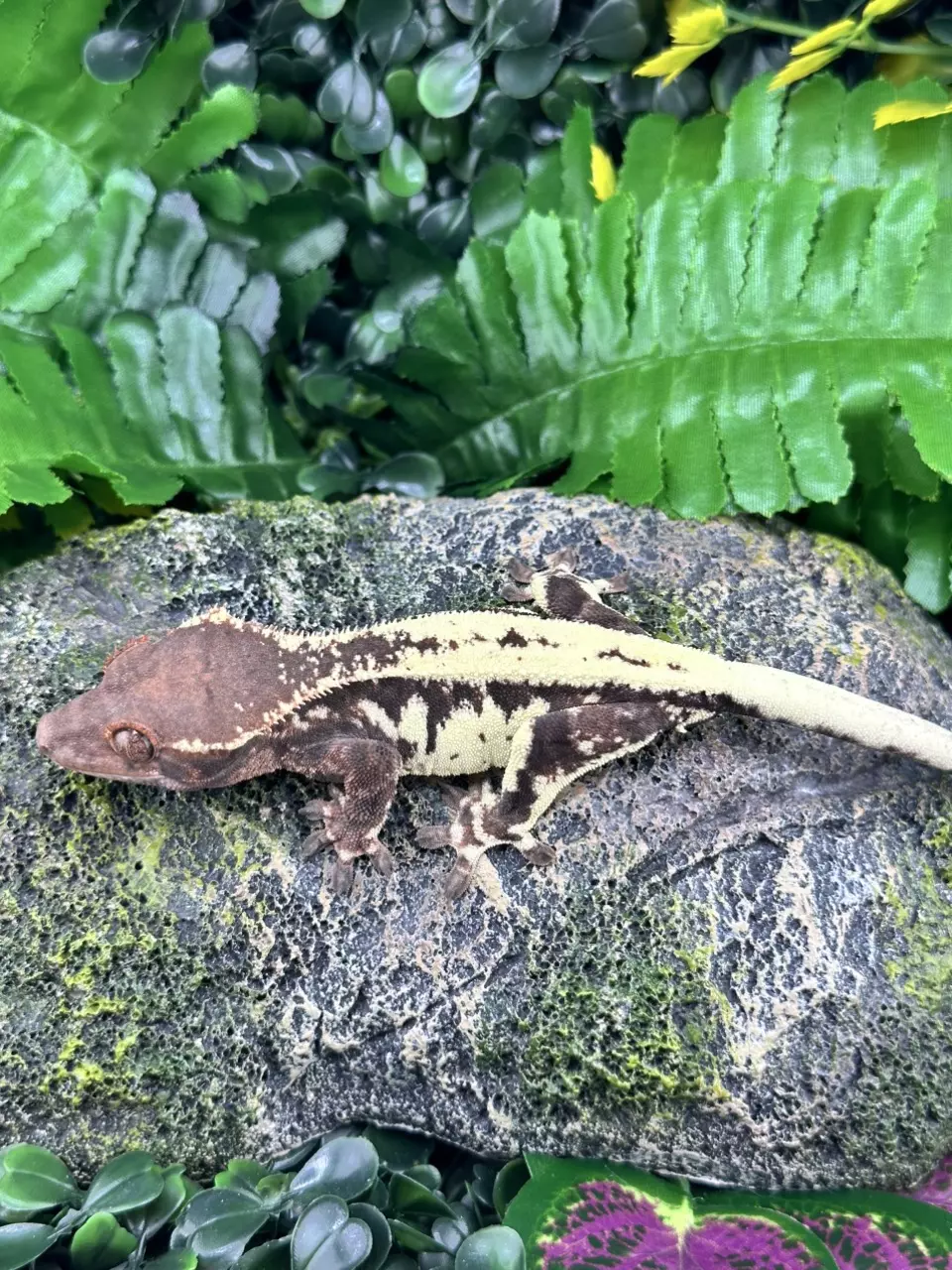 Frappuccino - Male - Memphis x Ali 7/8/24 - 31g thumbnail