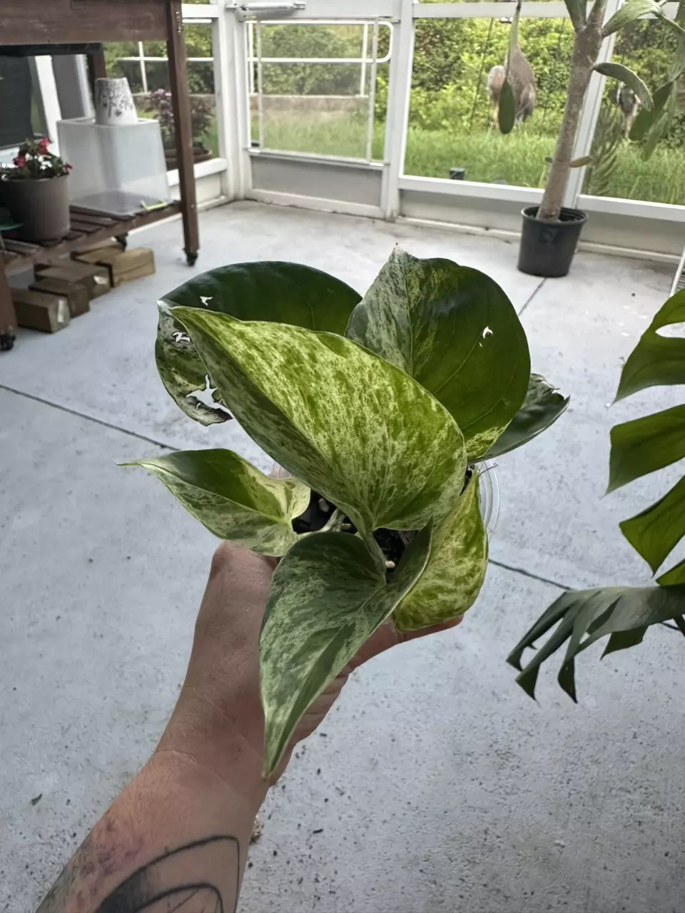 Epipremnum Aureum (marble queen) thumbnail