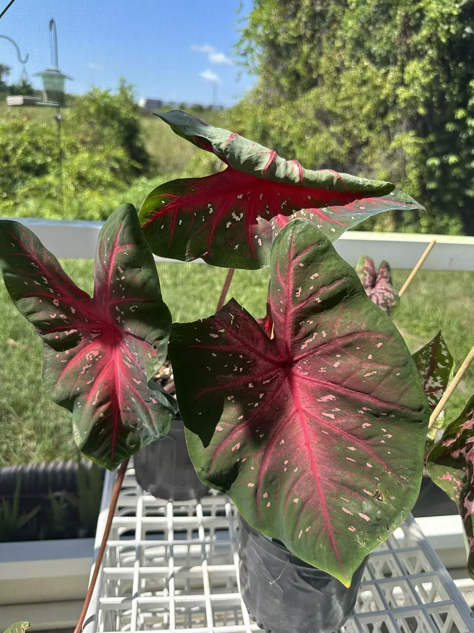 Red Caladium thumbnail