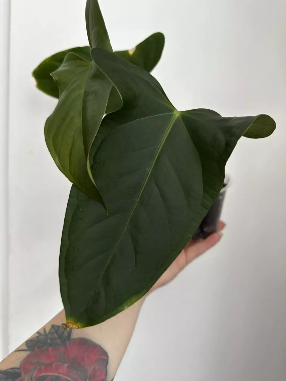 Anthurium Subsignatum x Pap thumbnail