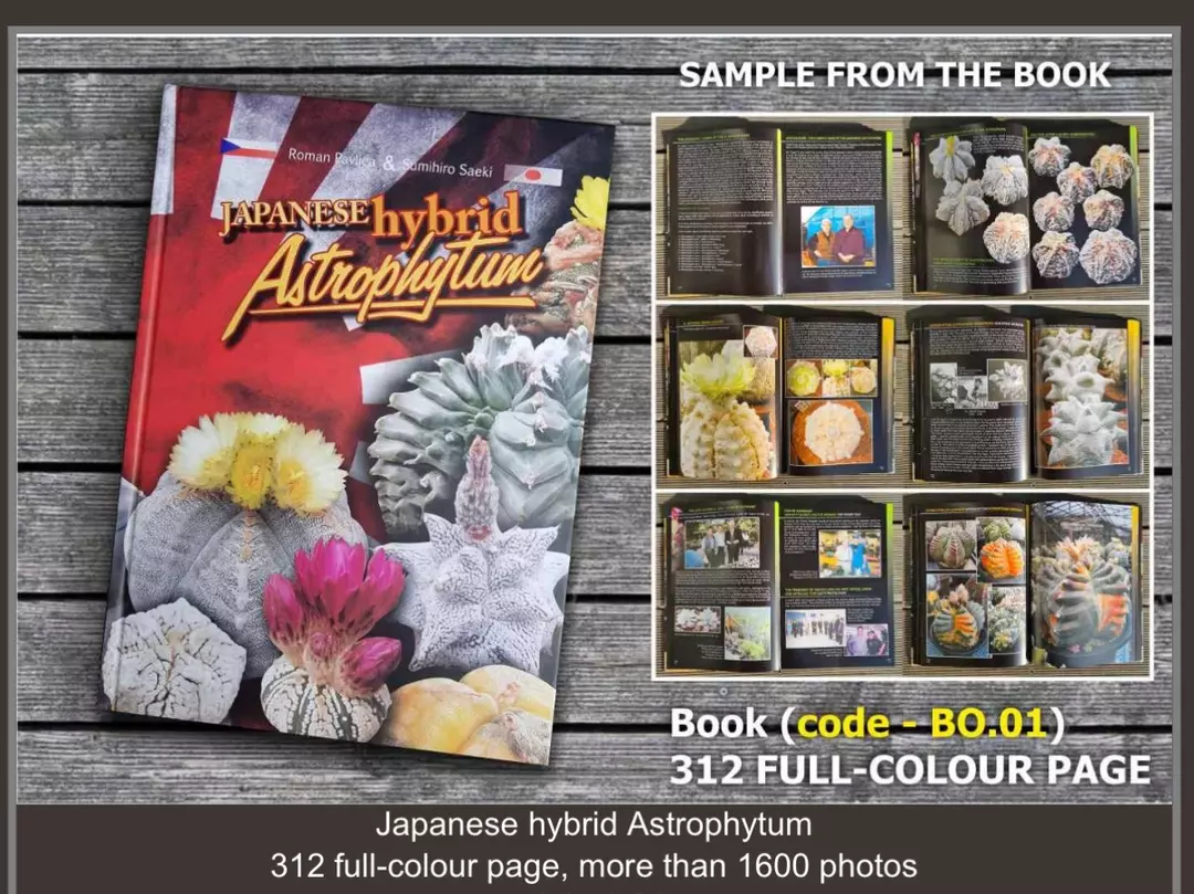 “Japanese Astrophytum Hybrids” thumbnail