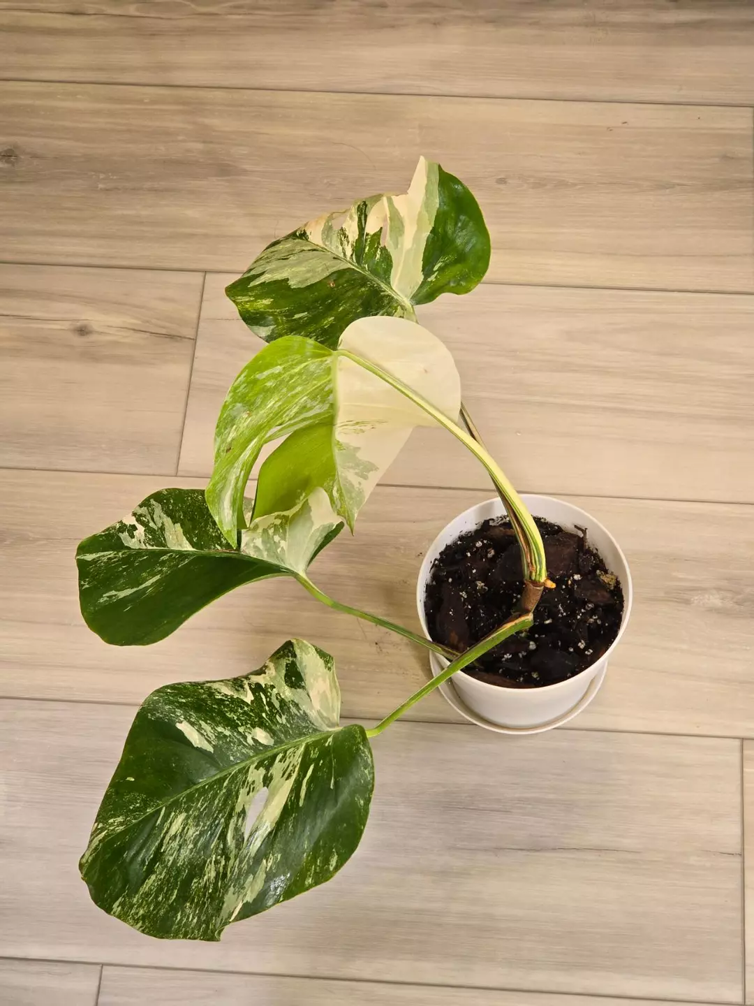 Monstera Albo thumbnail