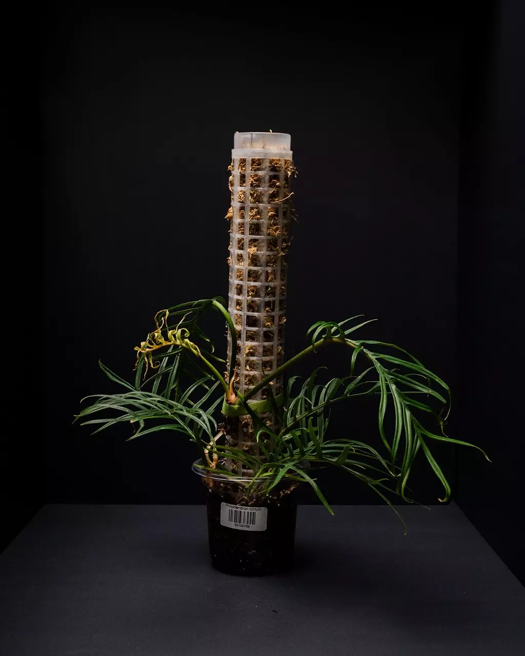 Philodendron Tortum thumbnail