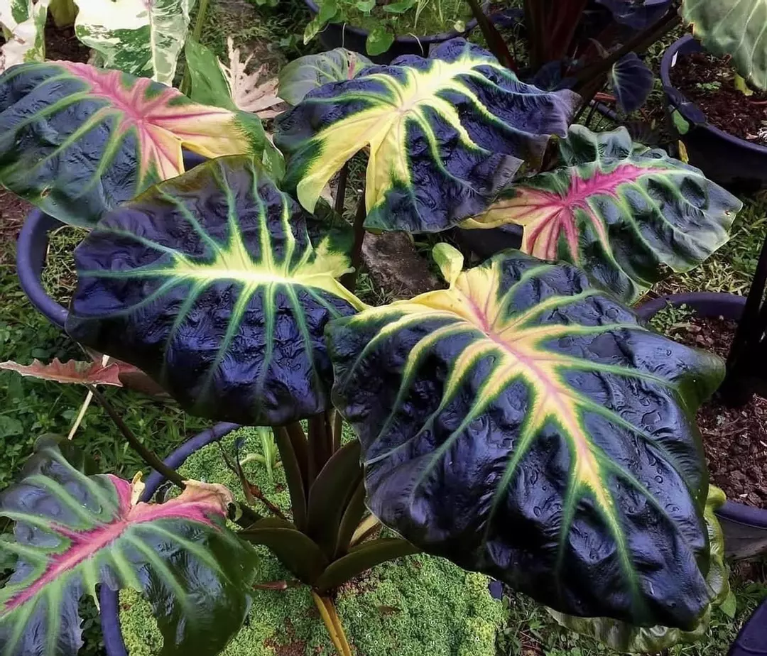 Colocasia Tossakan *starters* thumbnail