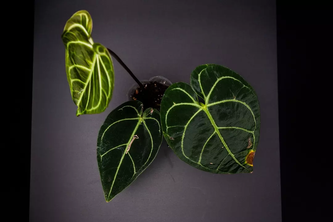 Anthurium Regale thumbnail