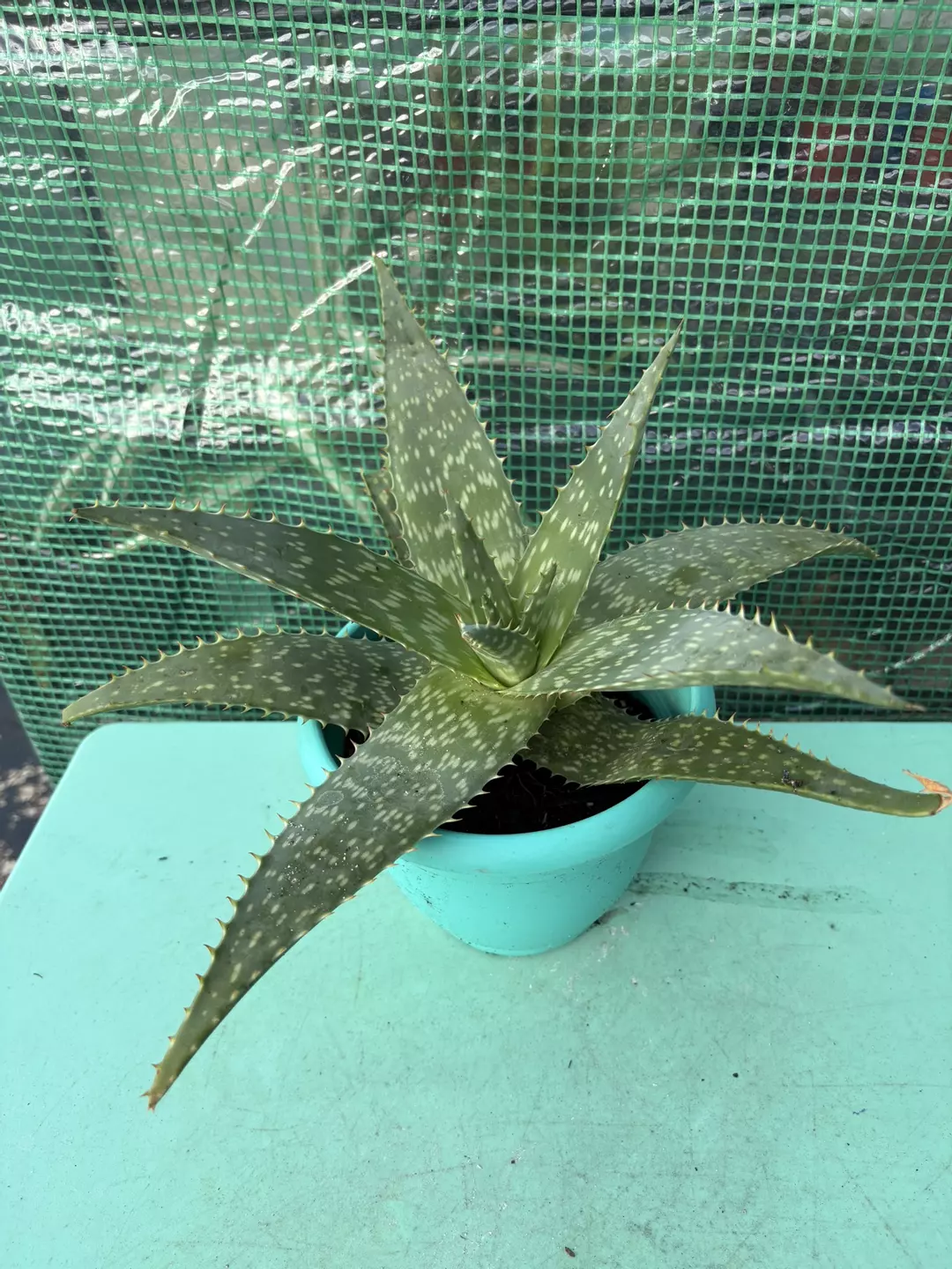 Non edible Aloe thumbnail