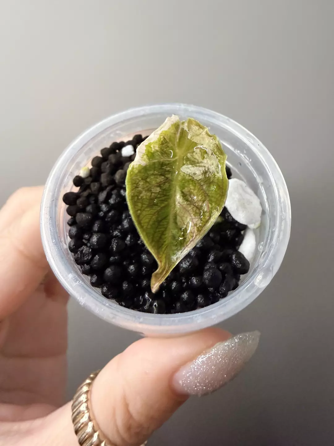 Azlanni Alocasia thumbnail