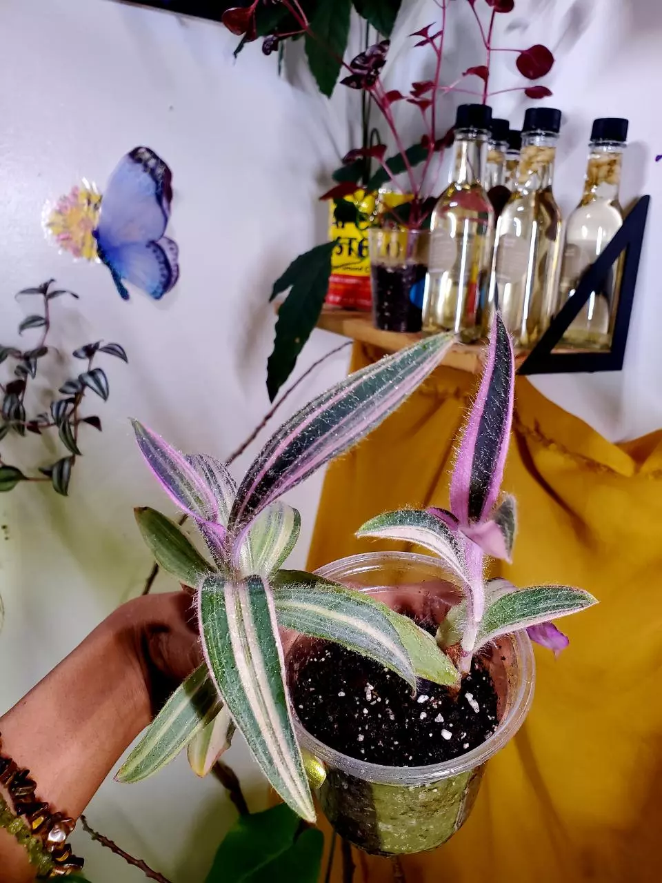 🦄 RARE 💗🪴 Tradescantia Pallida 'Purpurea' Pink Variegata ✨️ ROOTED Starter Plant thumbnail