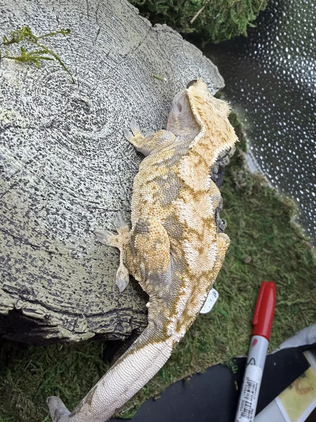 Crested gecko Female 39g thumbnail