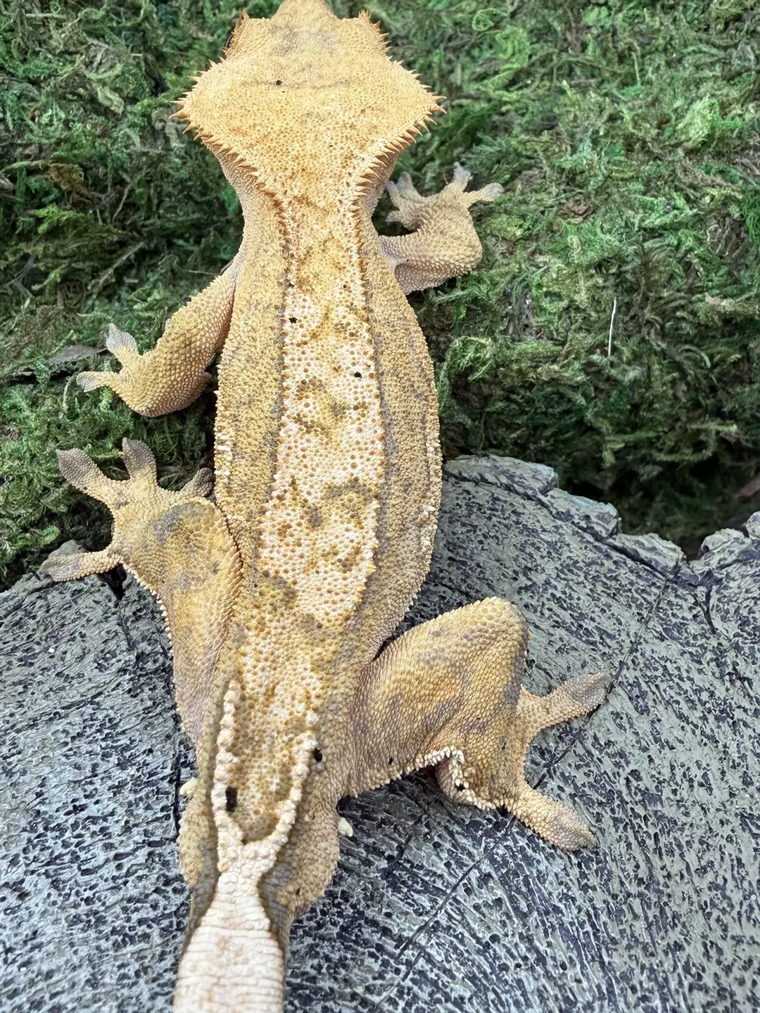 Lavender male 35g thumbnail