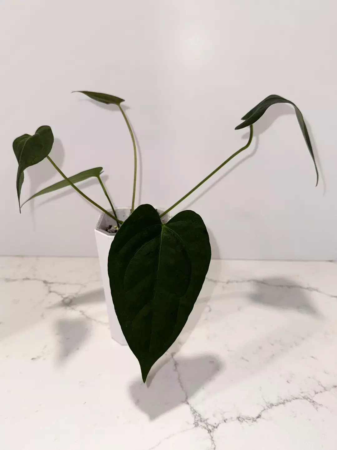 Michelle-AOS x Subsignatum-Pap Anthurium Seedling thumbnail