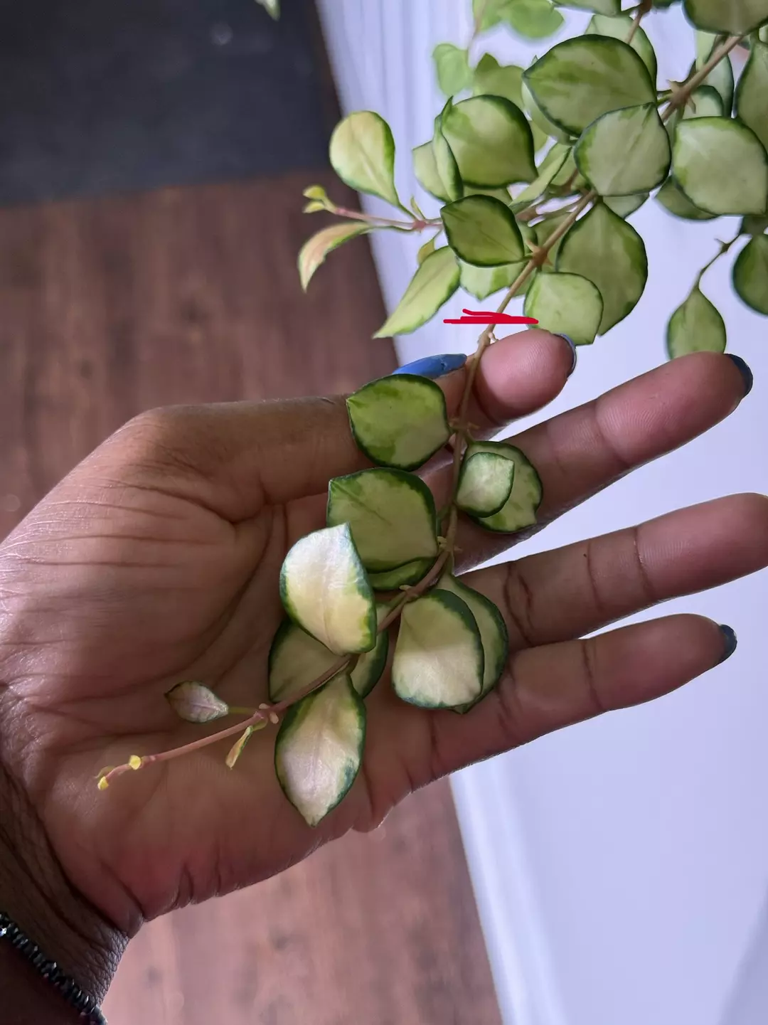 Hoya Heuschkeliana Inner Variegated thumbnail