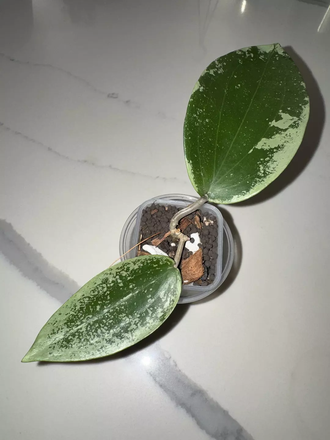 Hoya Glabra silver thumbnail