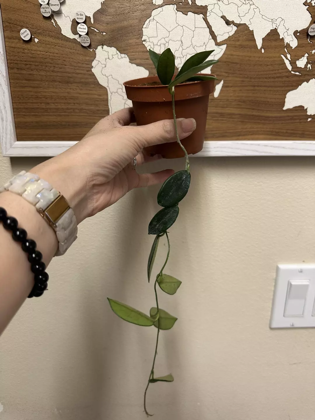 Hoya thomsonii pink (fuzzy foliage) gc thumbnail