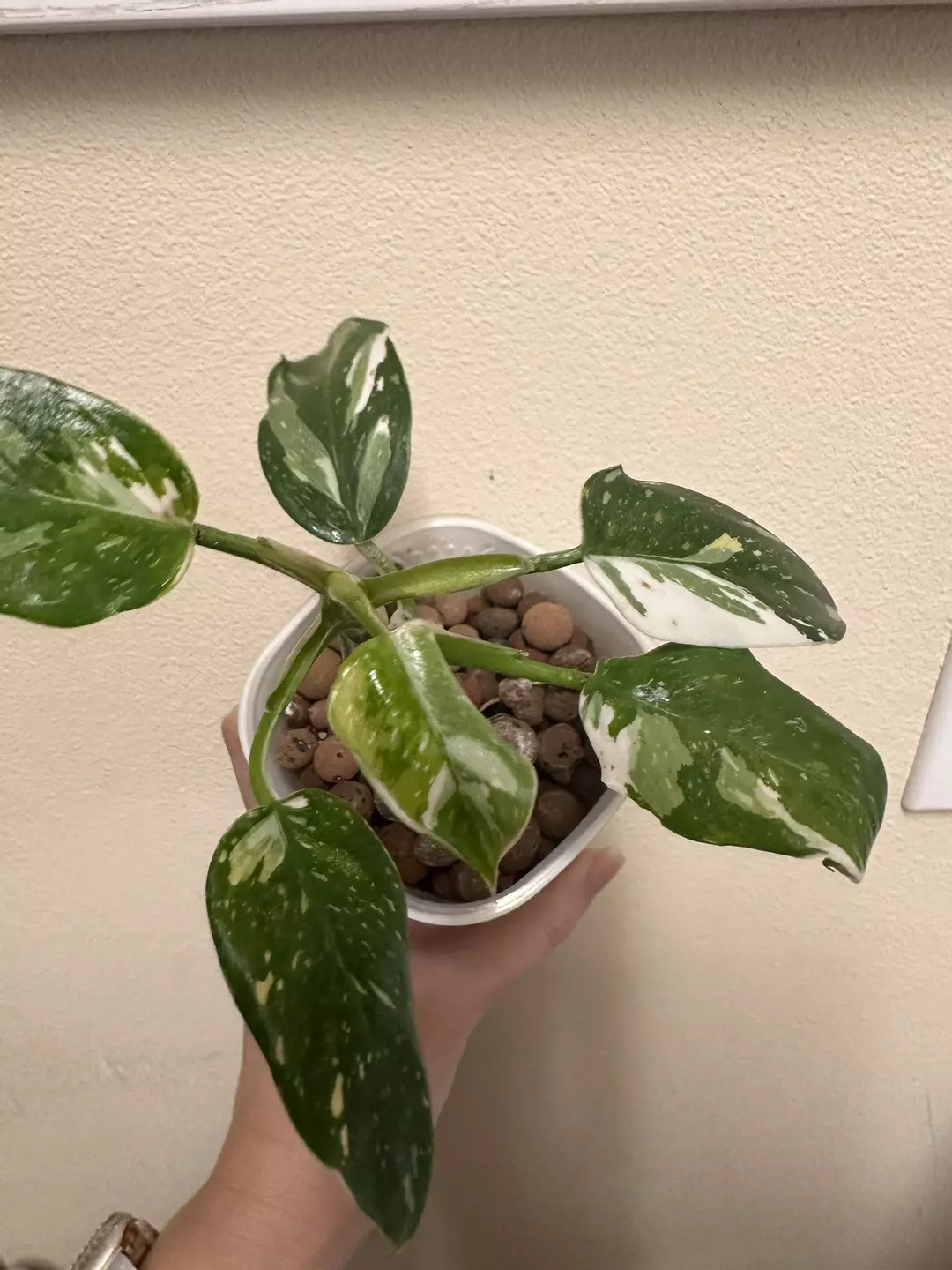 Highly variegated white wizard philodendron thumbnail