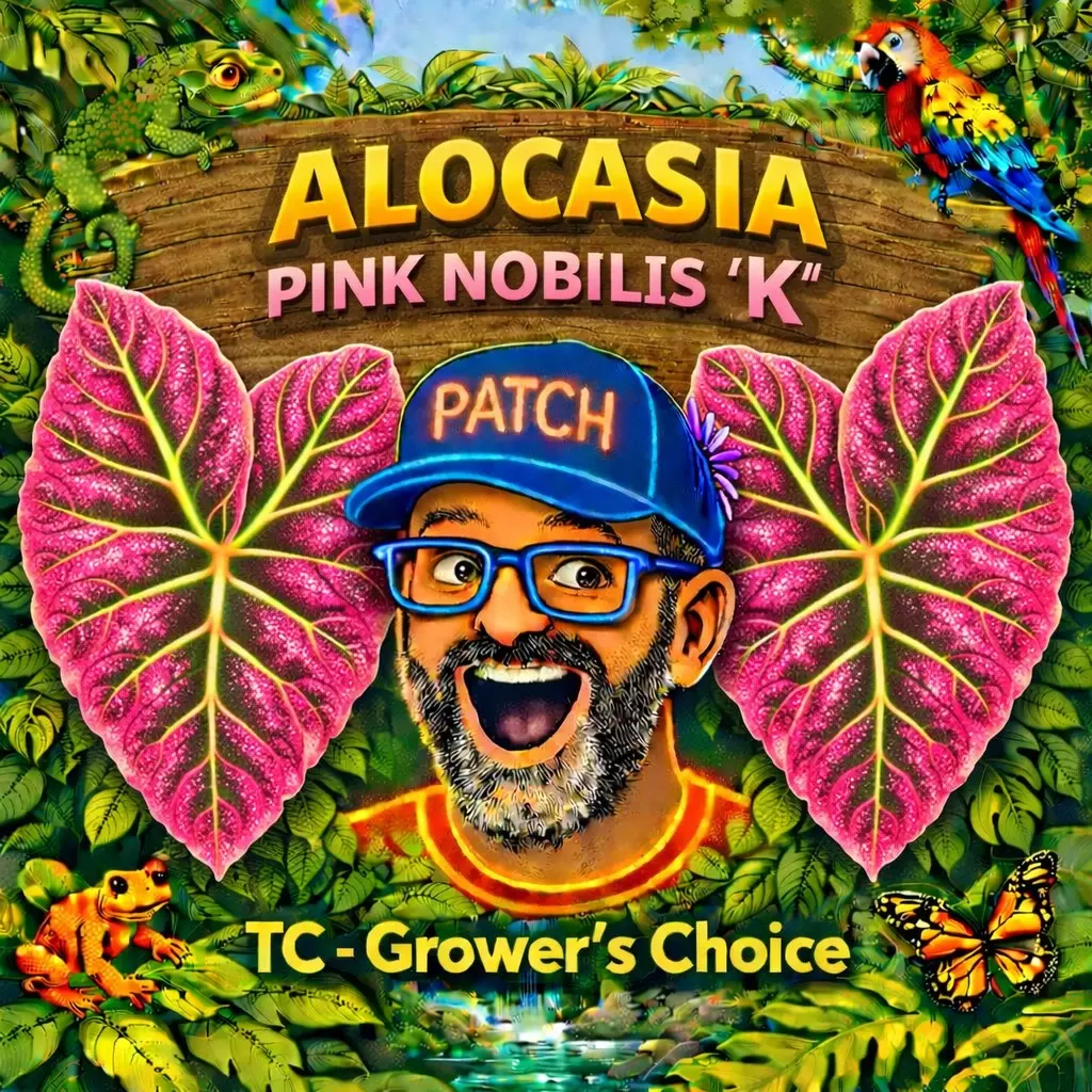 Alocasia NOBILIS K Form PINK TC Stunners GUARANTEED ✅ HEALTHY 🌱sellers choice thumbnail