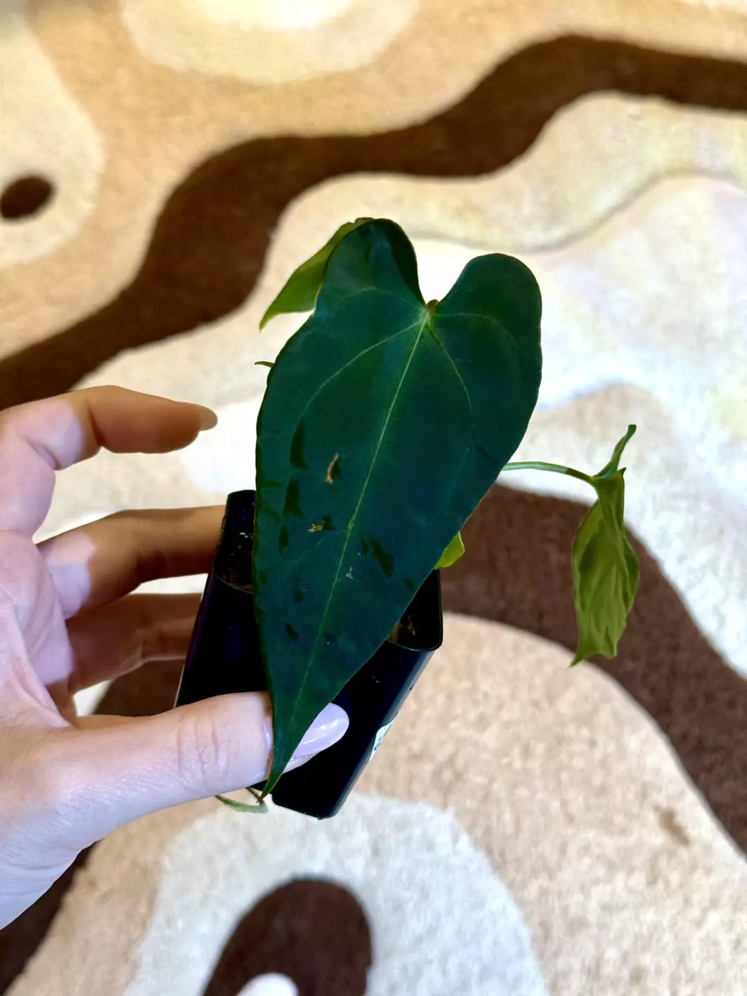 anthurium rlfs x forgettii ws 🗡️ thumbnail