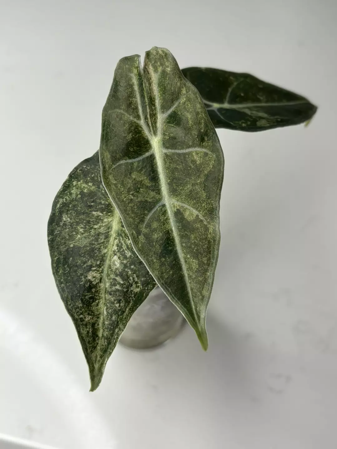 Black Satun Stardust ✨🤍 thumbnail