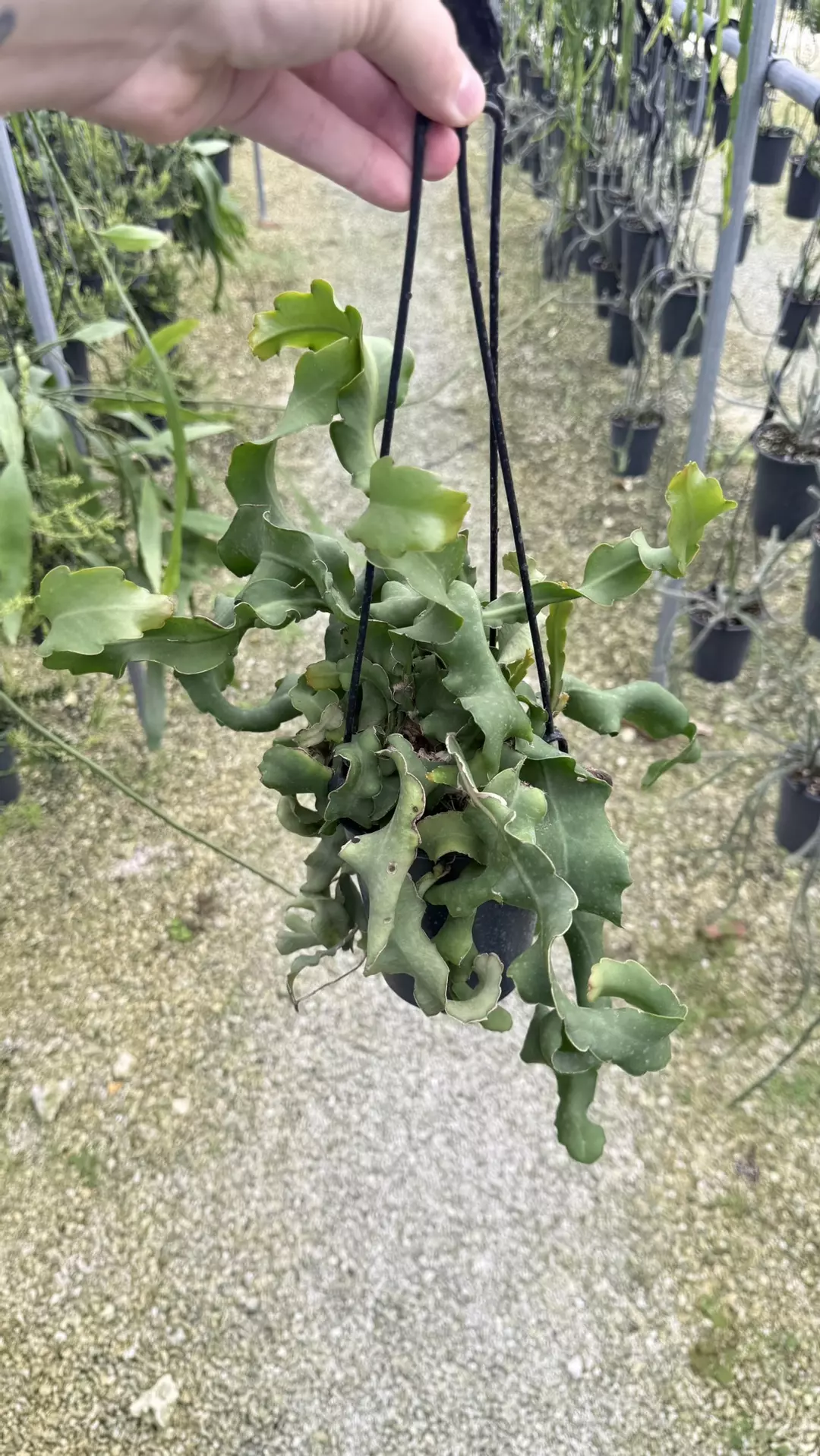 Orchid cactus epiphyllum guatemalense thumbnail