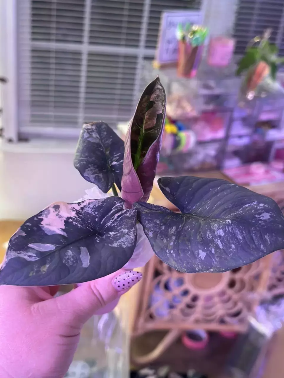 Alocasia Reginae Pink/Albo CORM thumbnail