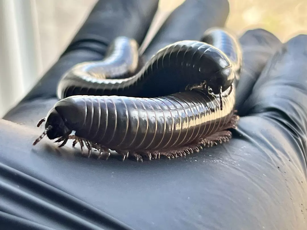 Juliformia sp. Black Sumbawa 1.1. thumbnail