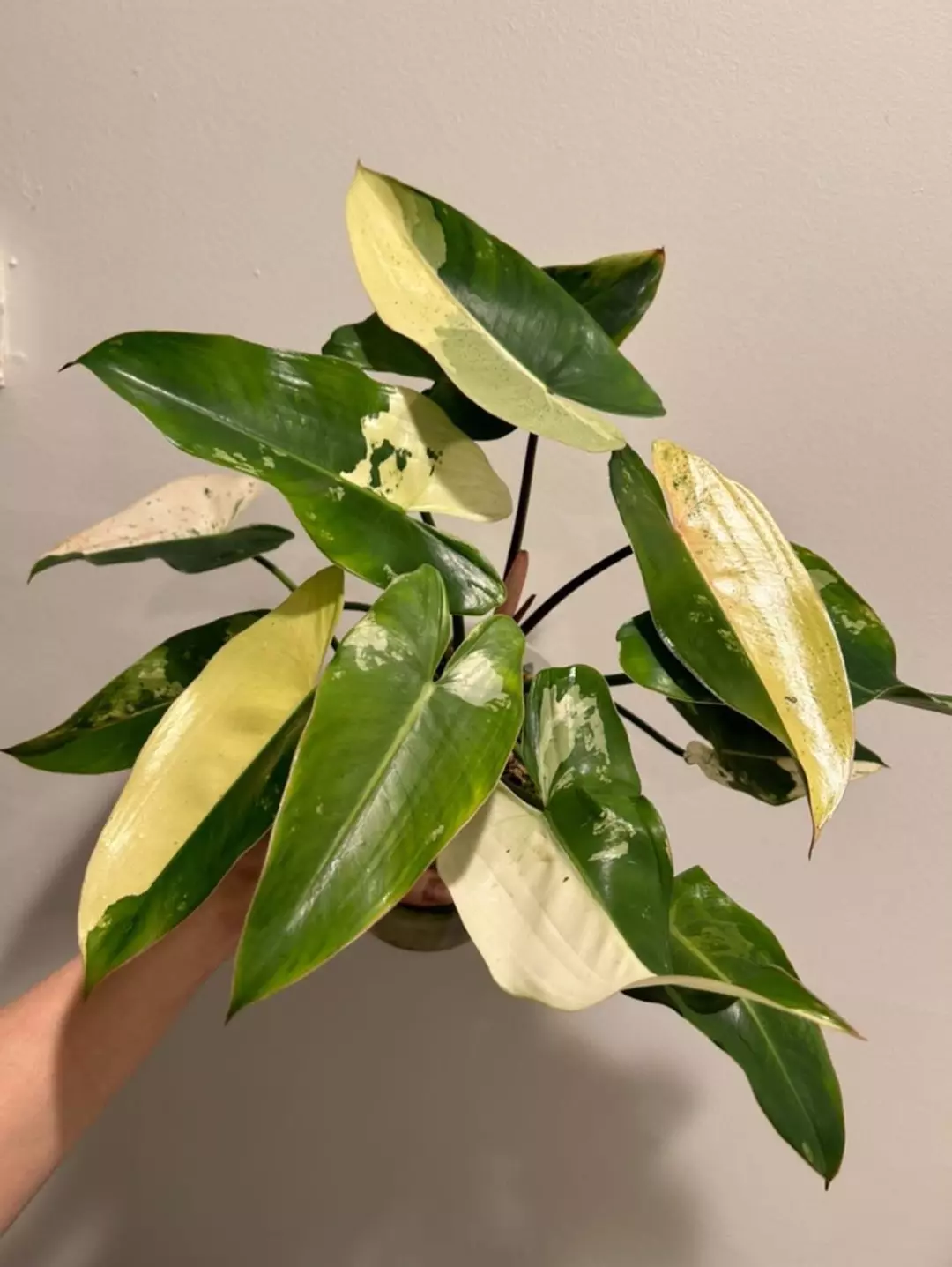 Philodendron Ilsemanii thumbnail