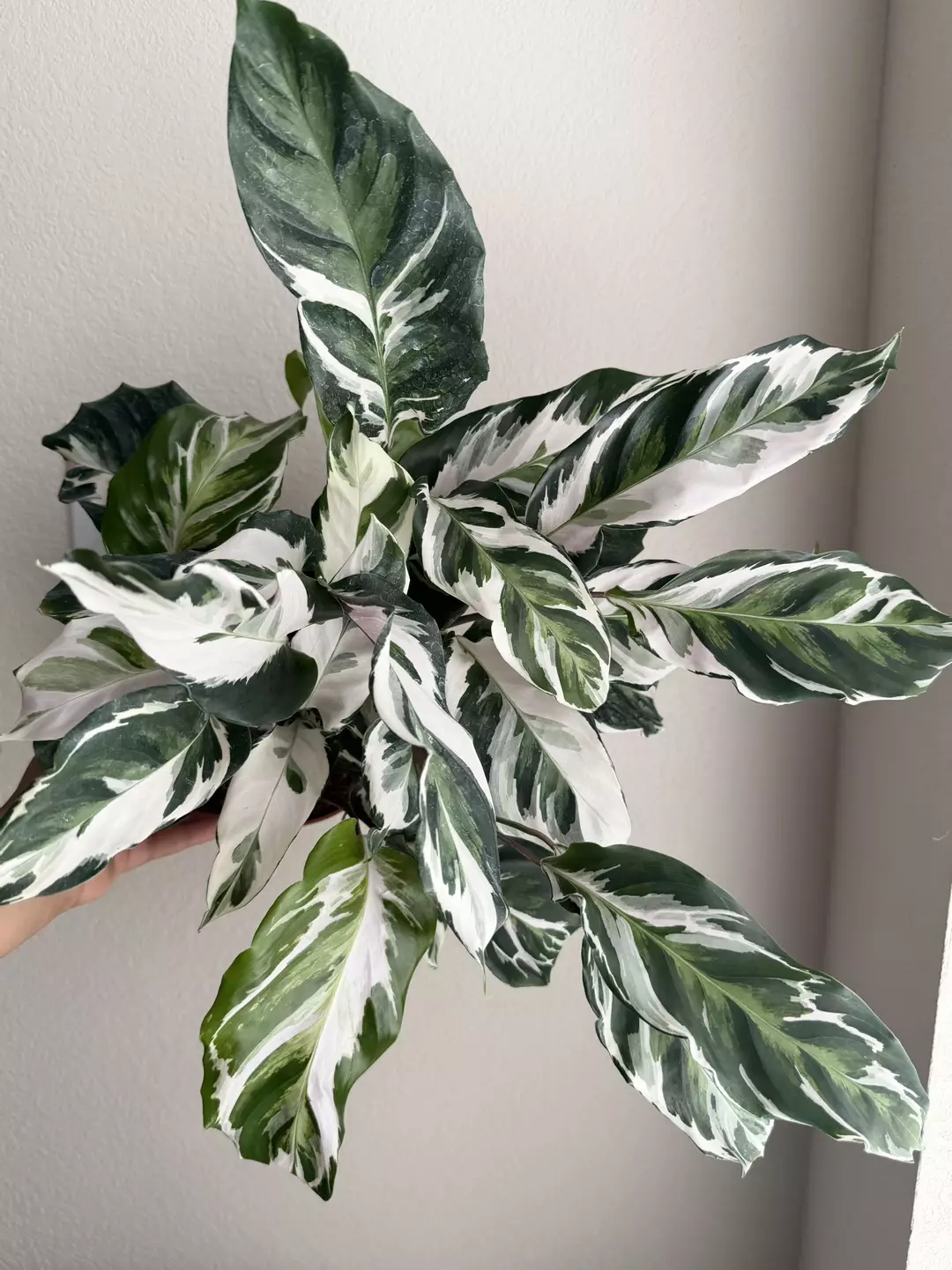 6” Calathea White Fusion thumbnail