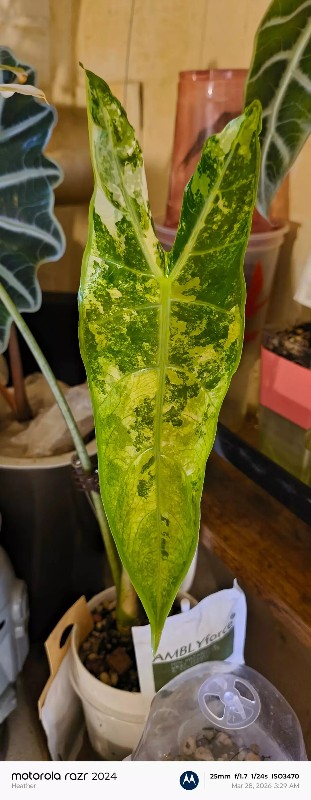 Albo super pink back corm only thumbnail