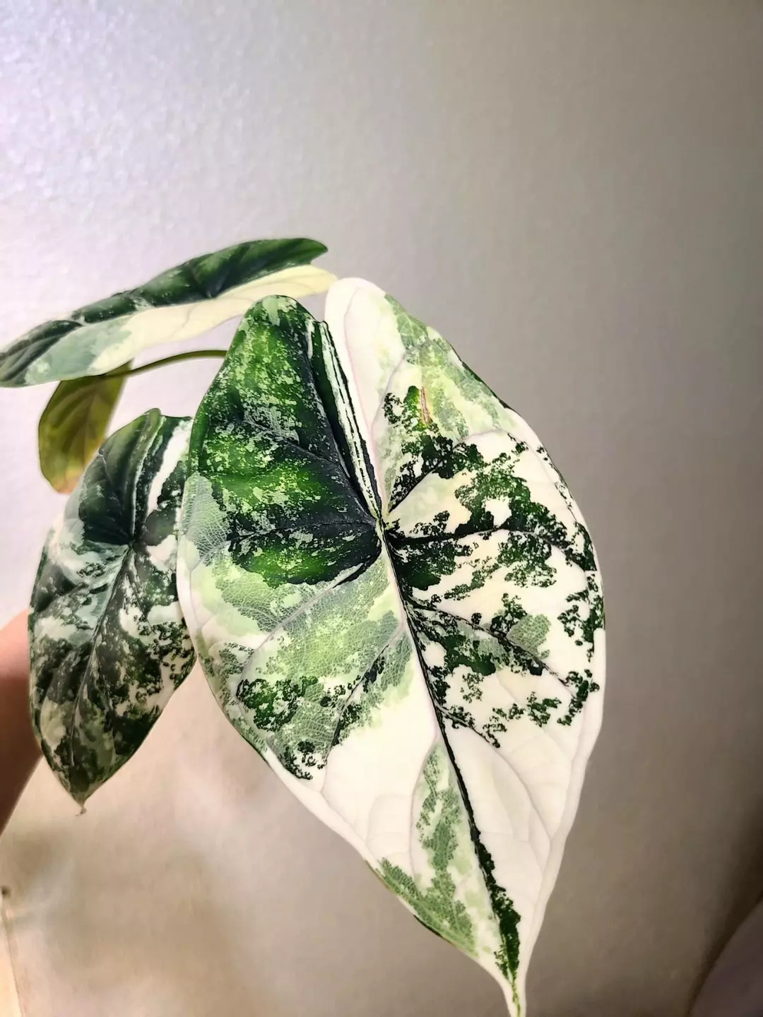 HIGH VARIEGATED DRAGON SCALE ALBO ‼️ CORMS‼️ thumbnail