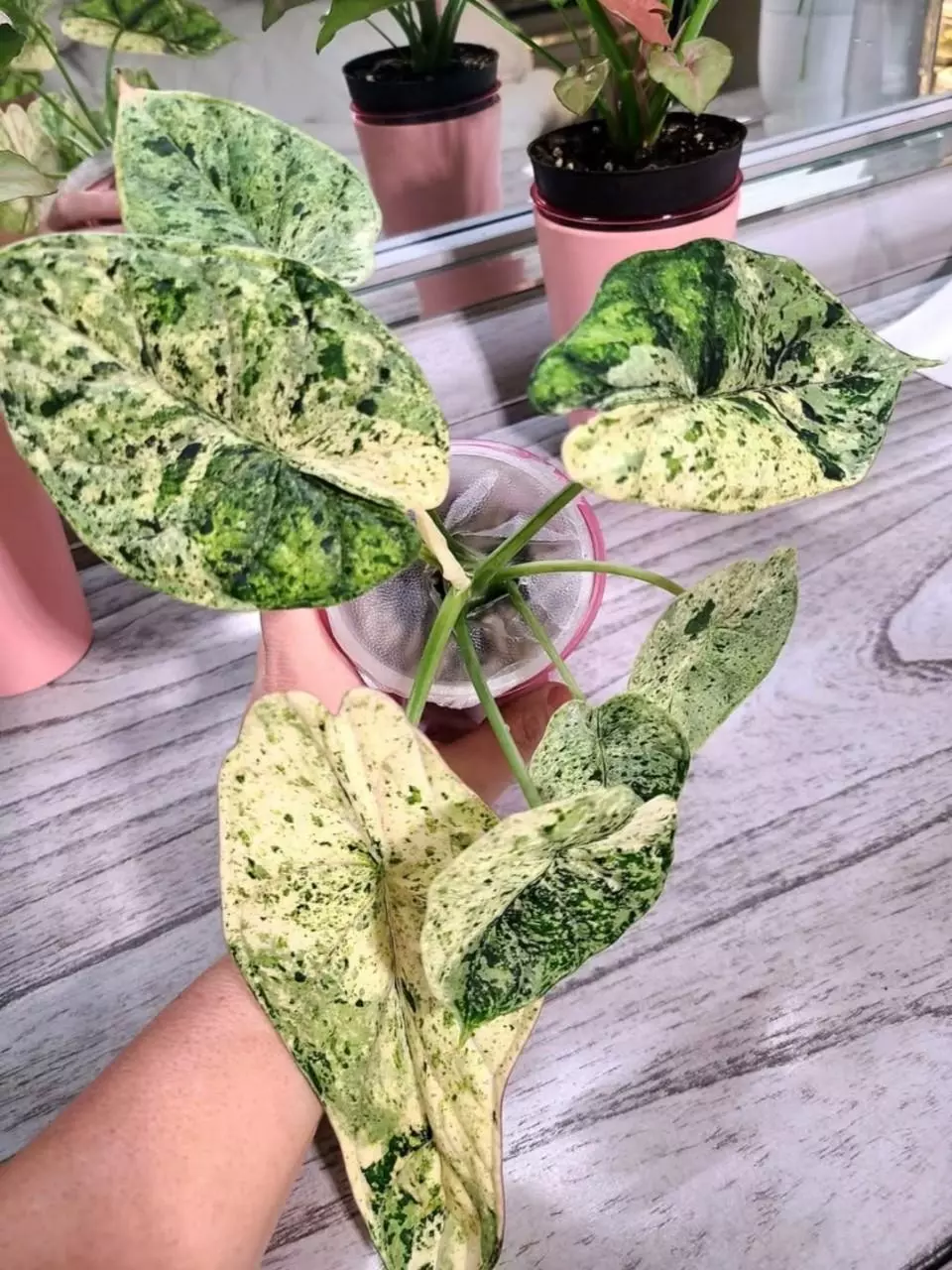 HIGH VARIEGATED DRAGON SCALE MINT ALBO ‼️CORMS‼️ thumbnail