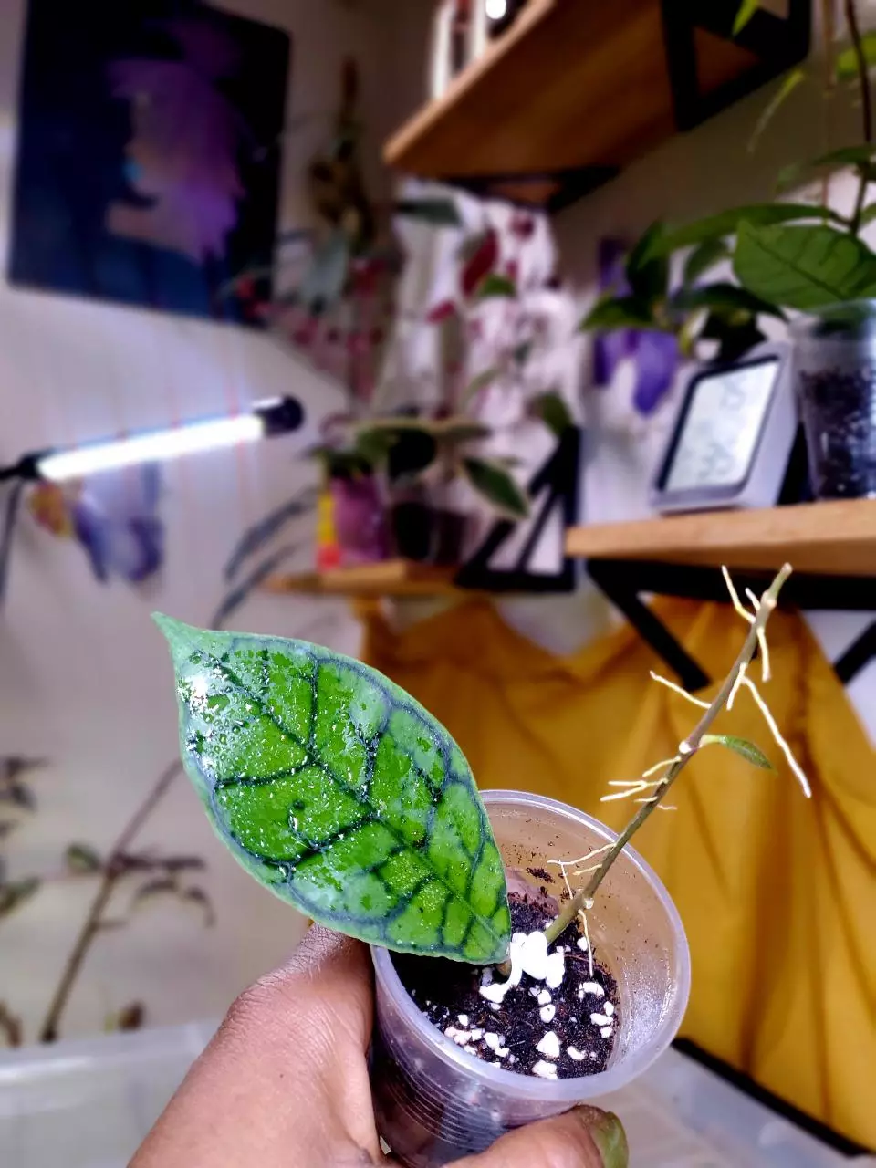 🌱🐈‍⬛ Hoya Callistophylla 'Black Cat' ✨️ Rooted Starter Plant #2 thumbnail