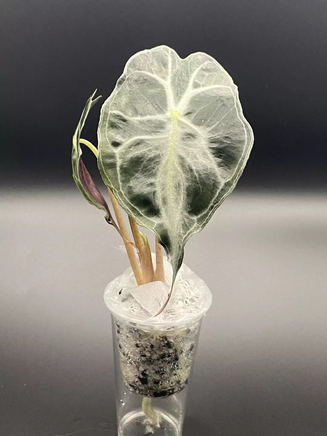 Alocasia Venom thumbnail