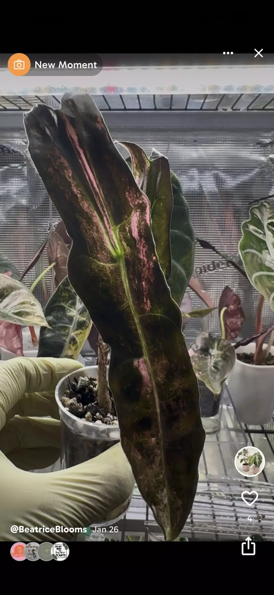 Corm - Alocasia Longiloba SP Narrow Albo thumbnail