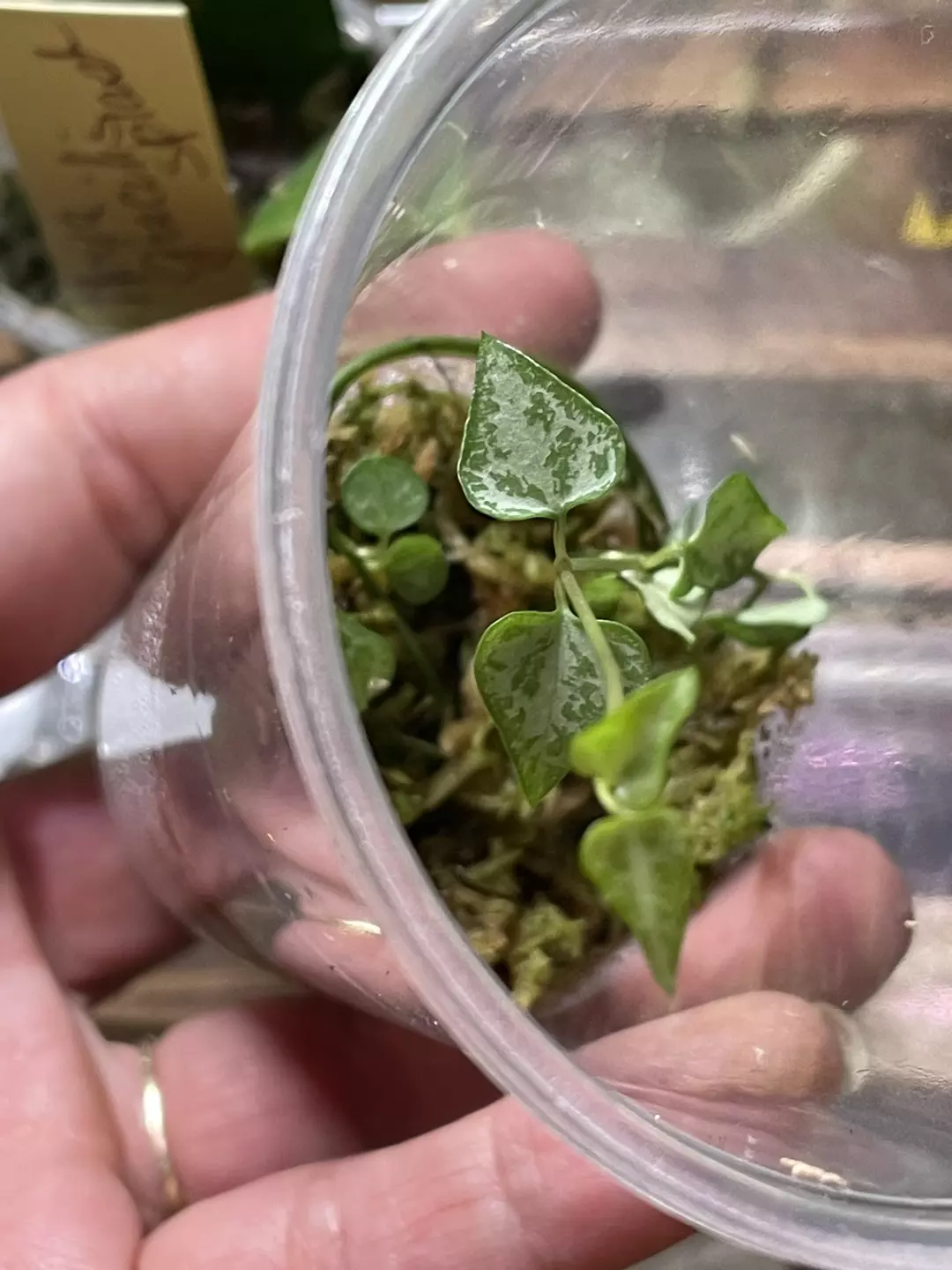 String of Spades / Arrows rooted in moss thumbnail