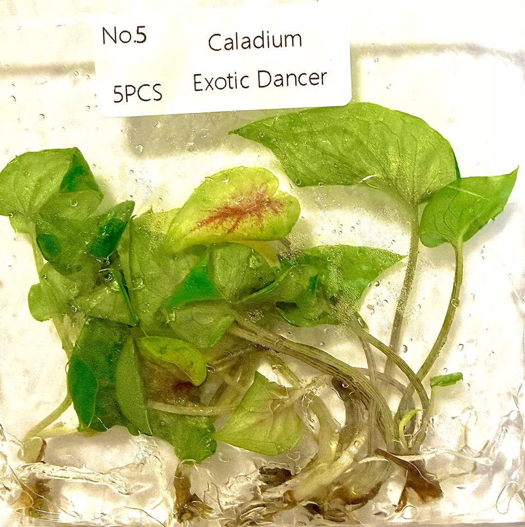 Caladium Exotic Dancer 5 PACK TC Tissue Culture FRESH ✅ 4/2026 thumbnail