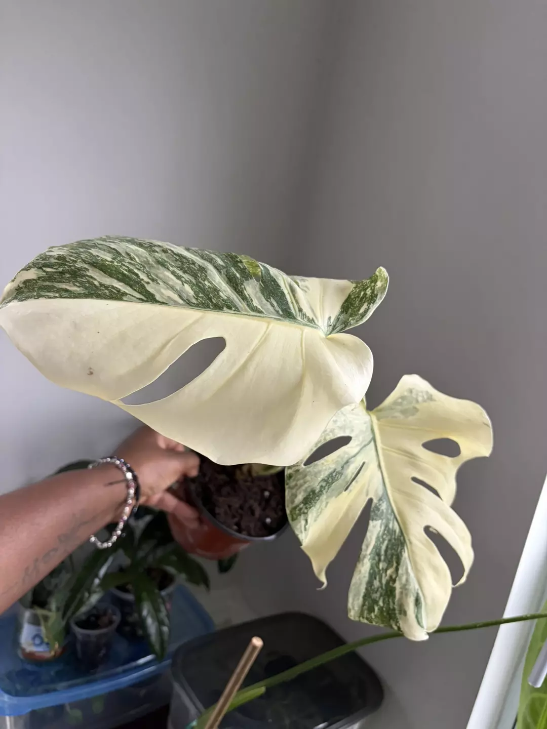 Monstera Crème Brûlée thumbnail
