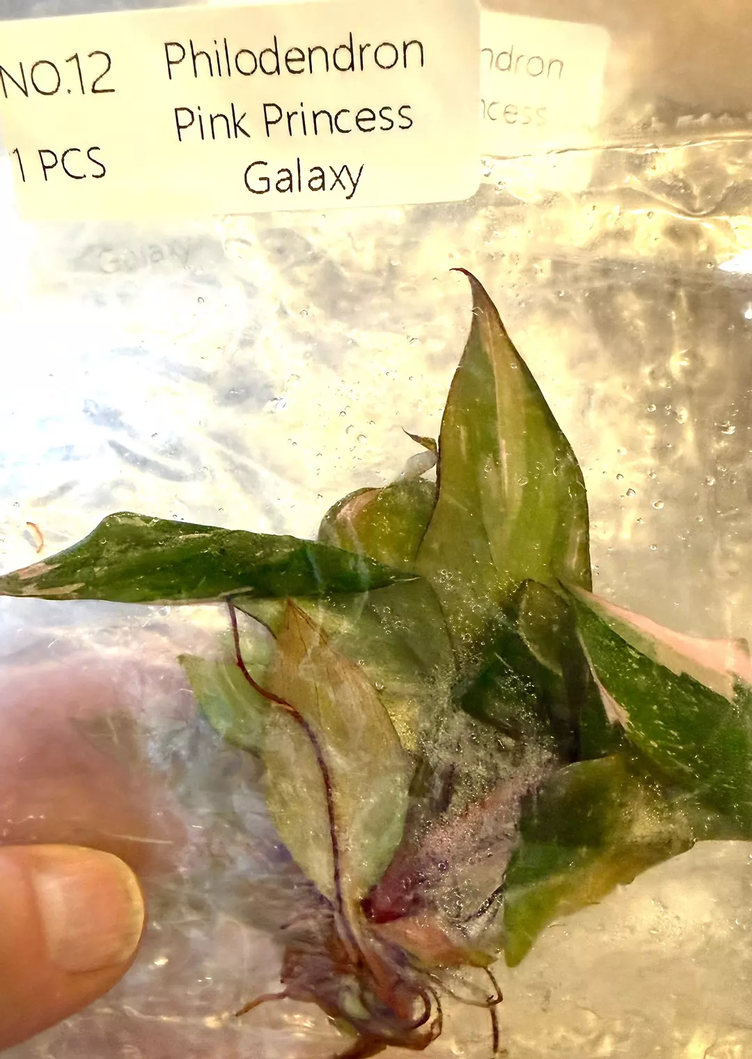 Philodendron Pink Princess Galaxy Tc Tissue Culture FRESH ✅ thumbnail