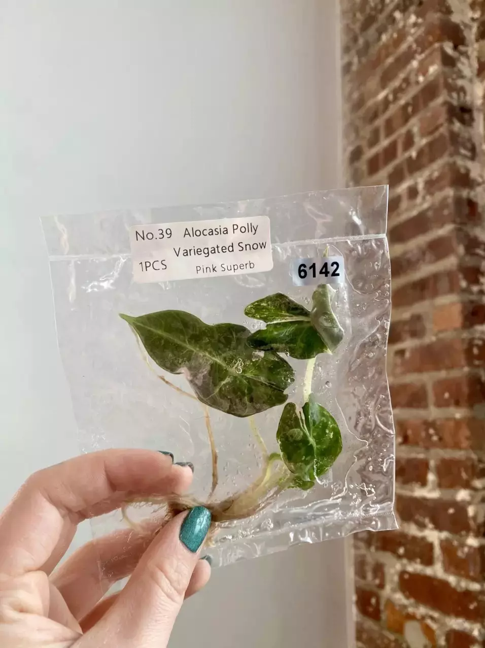 Alocasia Polly snow pink 6142 thumbnail