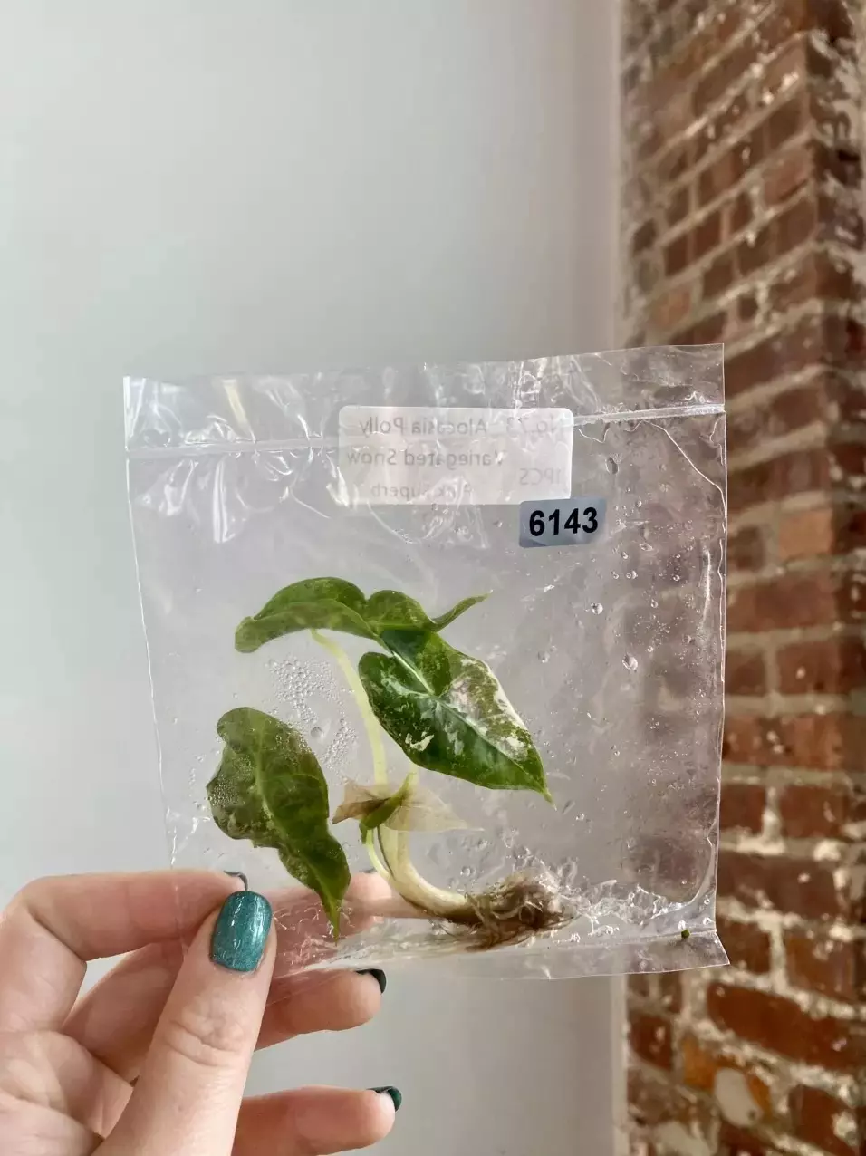 Alocasia Polly snow pink 6143 thumbnail