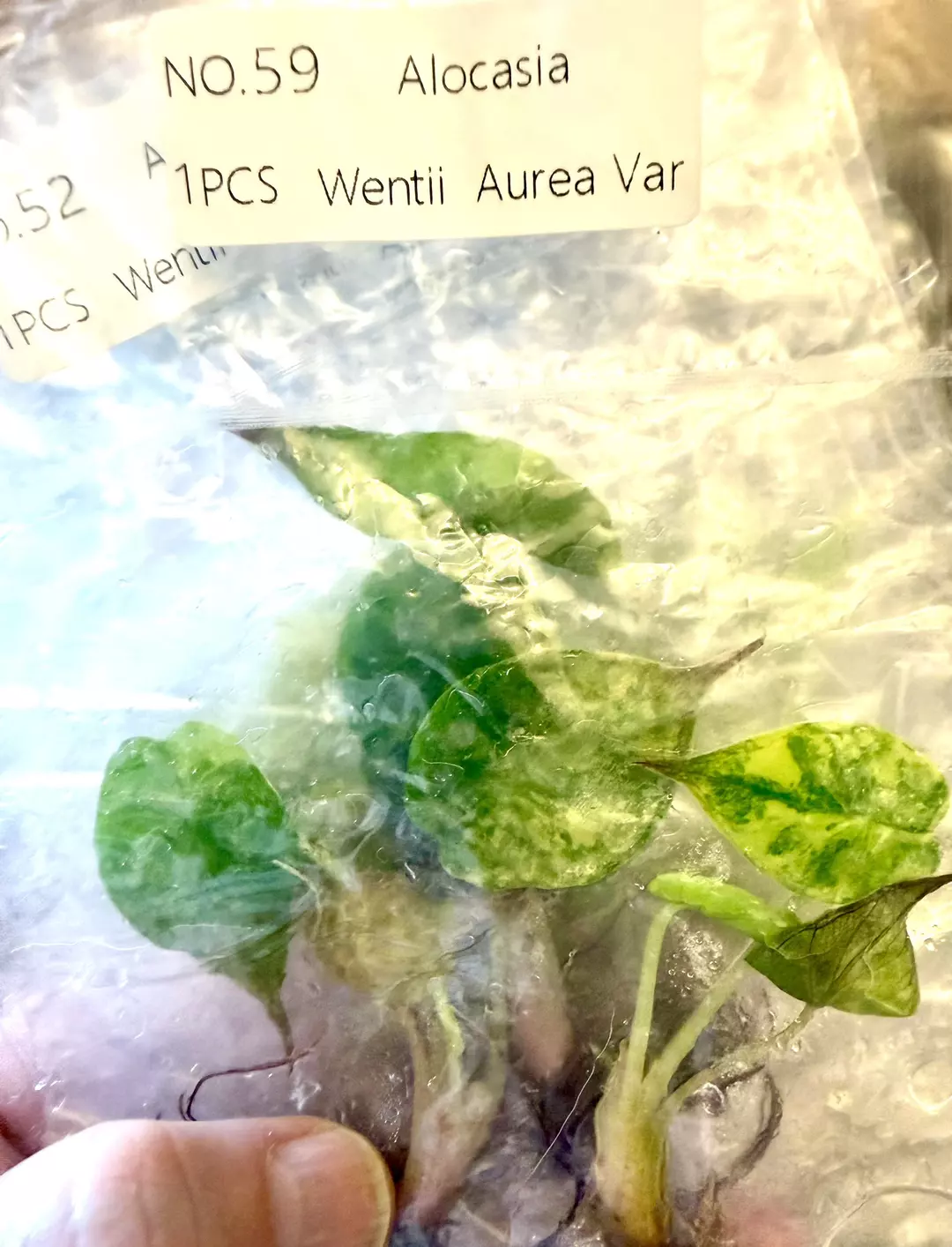 Alocasia Wentii Aurea Variegated Tc Tissue Culture FRESH! ✅ thumbnail