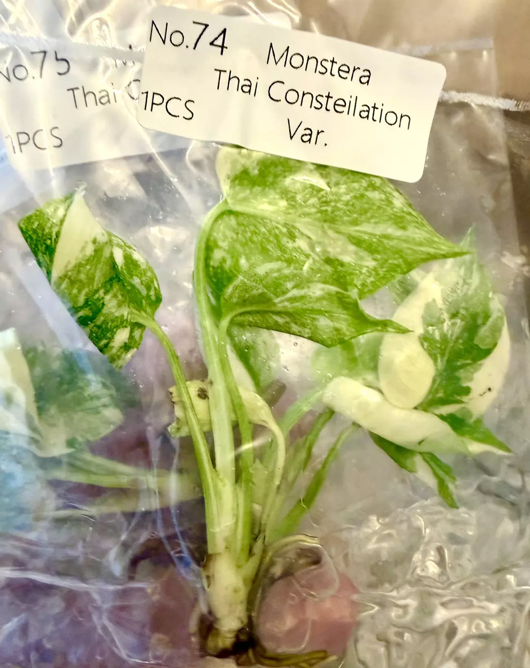 Monstera Thai Constellation Thai Con Tc Tissue Culture FRESH! ✅ thumbnail