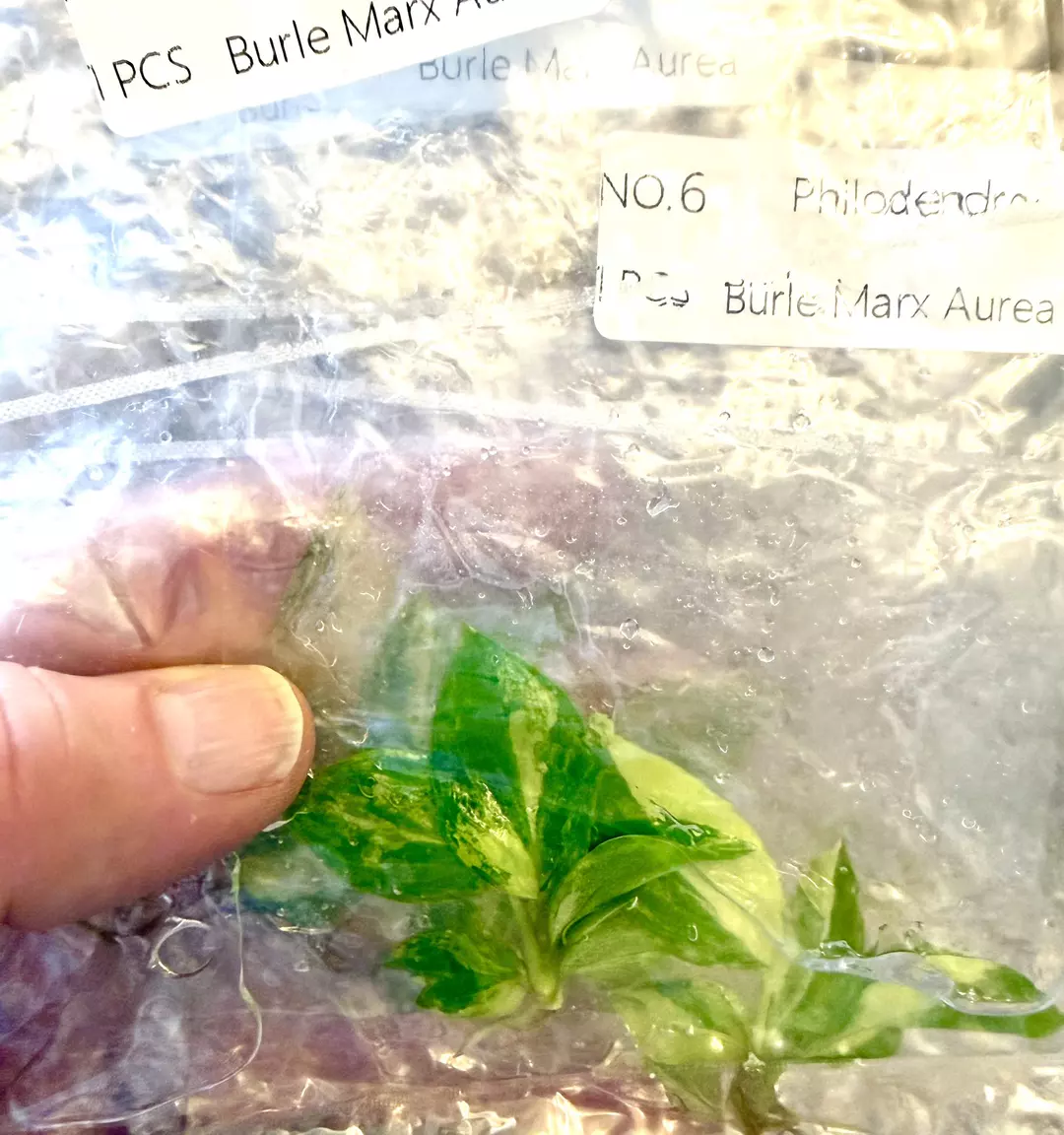 Philodendron Burke Marx Aurea Tc Tissue Culture FRESH ✅ thumbnail