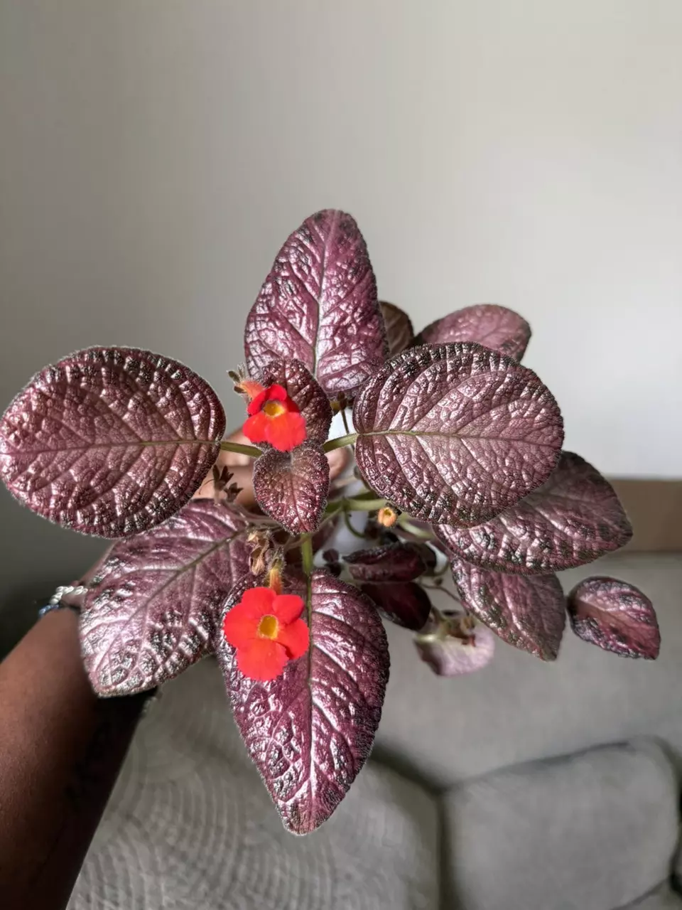 Episcia Country Brilliance thumbnail