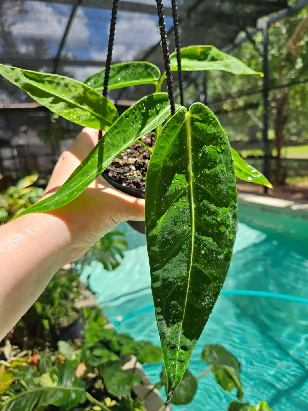Anthurium queen thumbnail