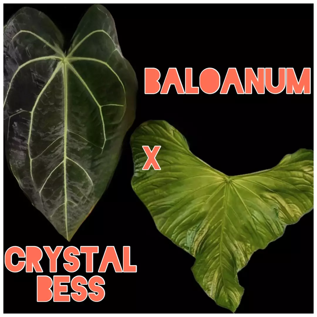 Crystal Besseae Aff. x Baloanum Grower’s Choice Anthurium Seedling thumbnail