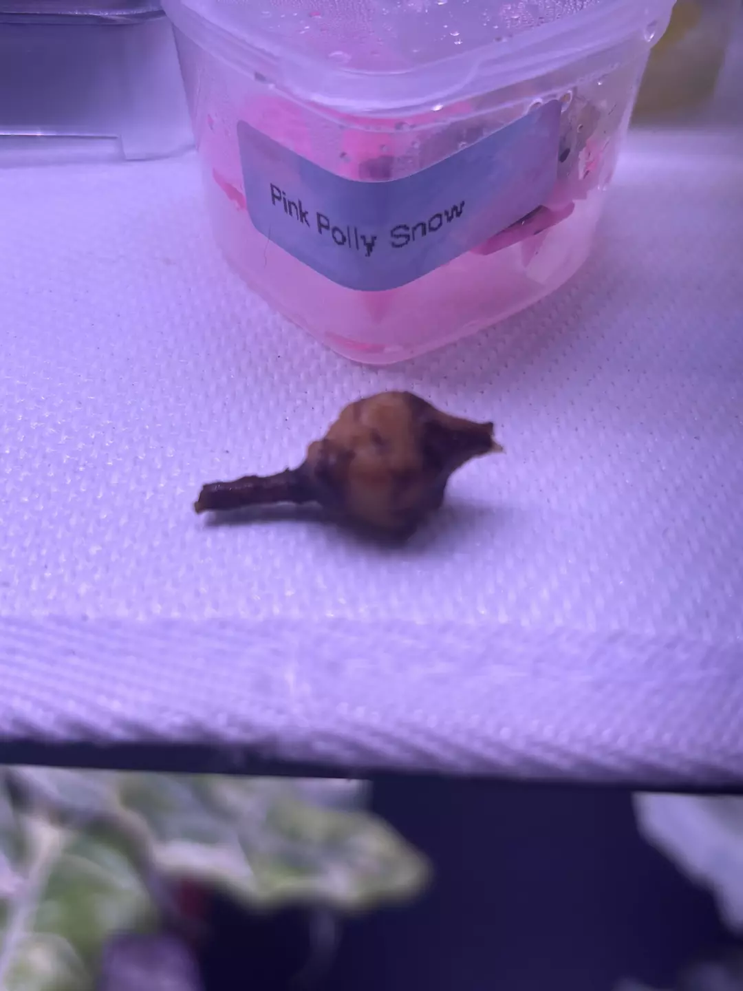 Pink Polly Corm thumbnail