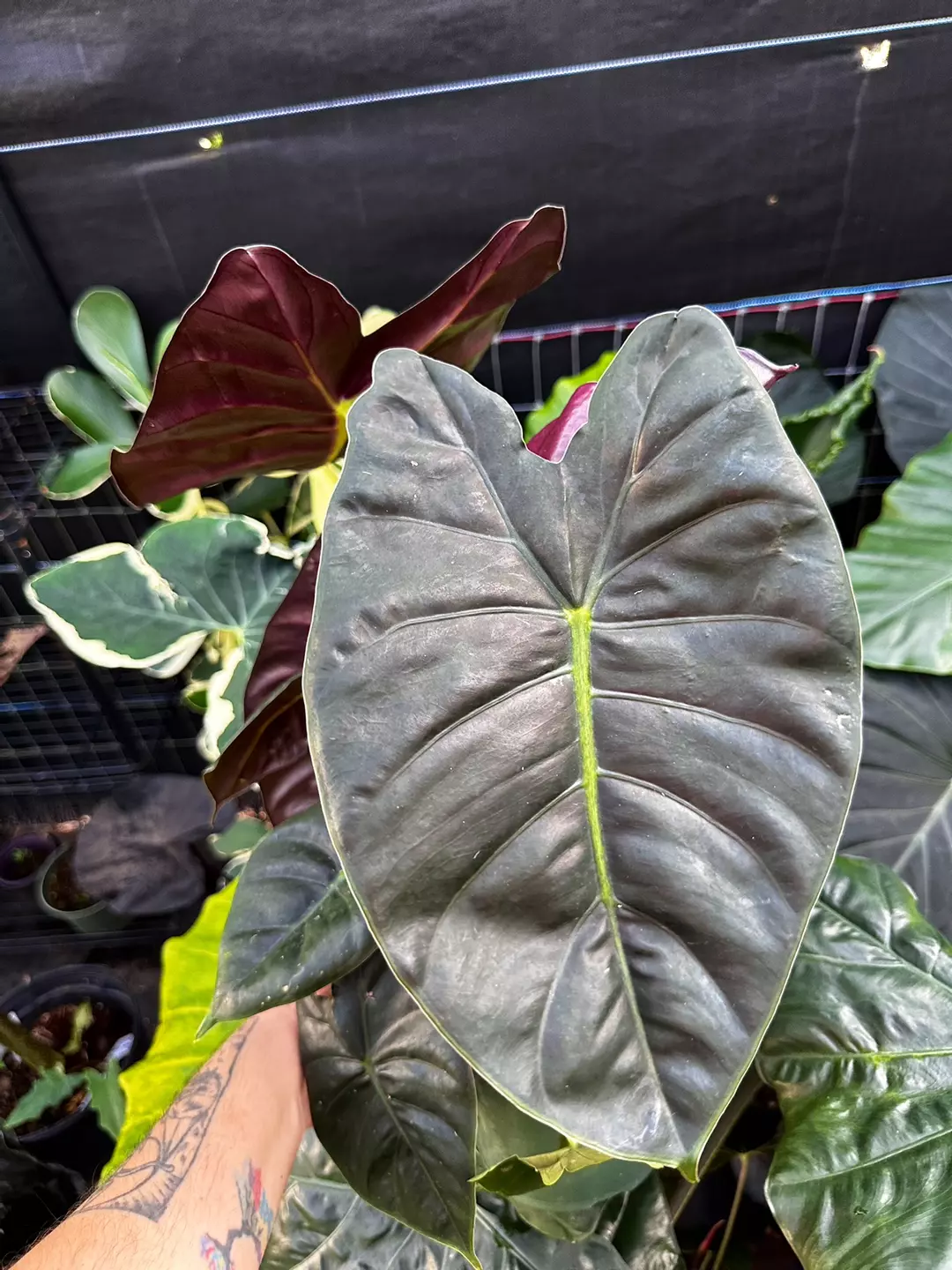 6” ALOCASIA GOLDEN BONE thumbnail