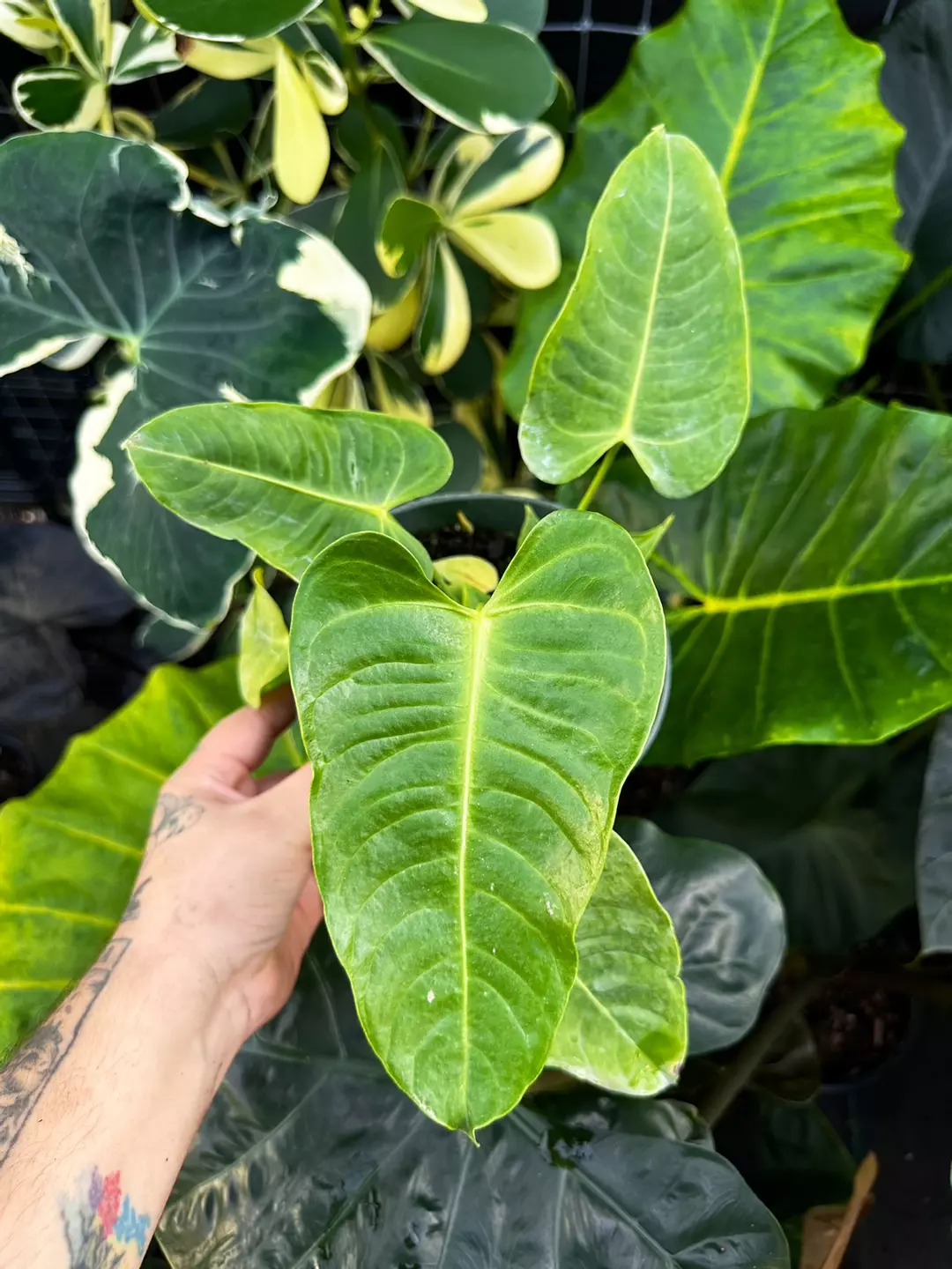 6” ANTHURIUM VEITCHII thumbnail