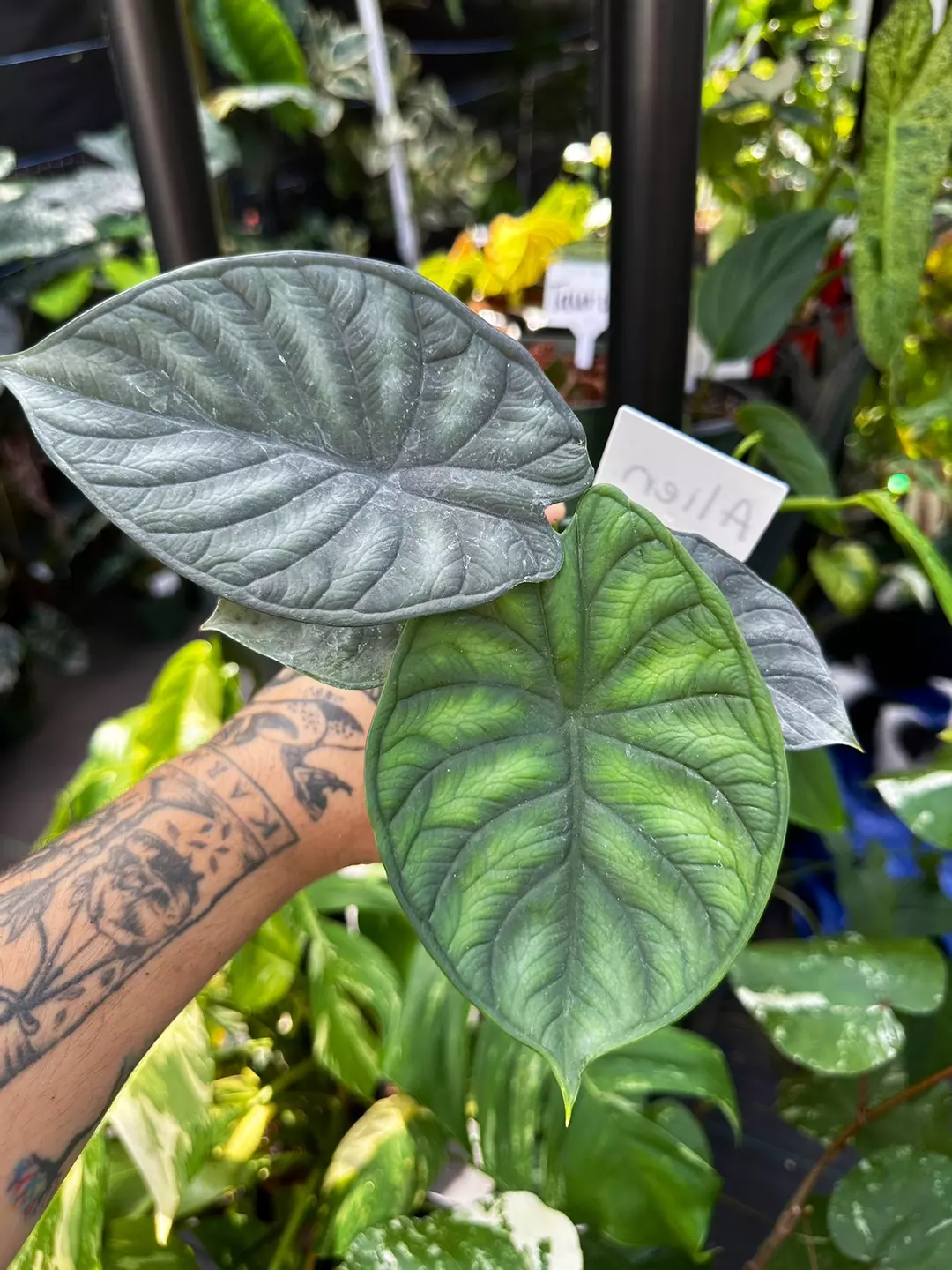 4” ALOCASIA DRAGON SCALE thumbnail